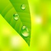 Dewdrop Notes